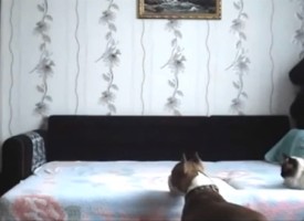 Dog Not Allowed On Bed, Can’t Resist Temptation